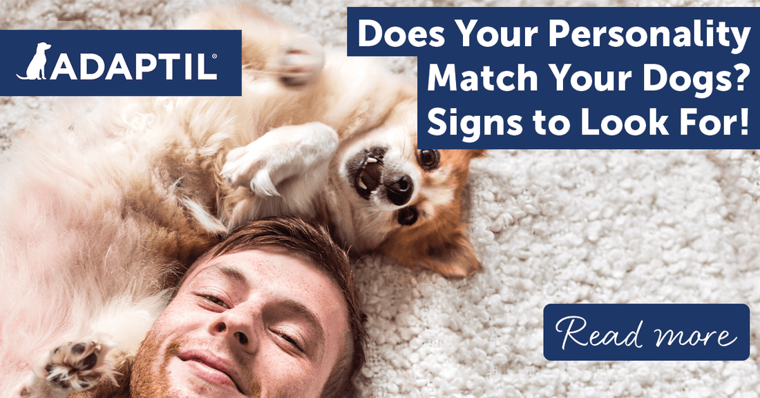 Does Your Personality Match Your Dogs? Signs to Look For!