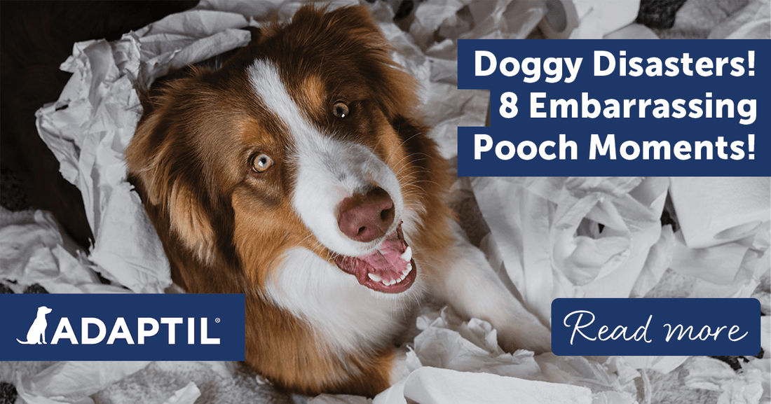 Doggy Disasters! 8 Embarrassing Pooch Moments!