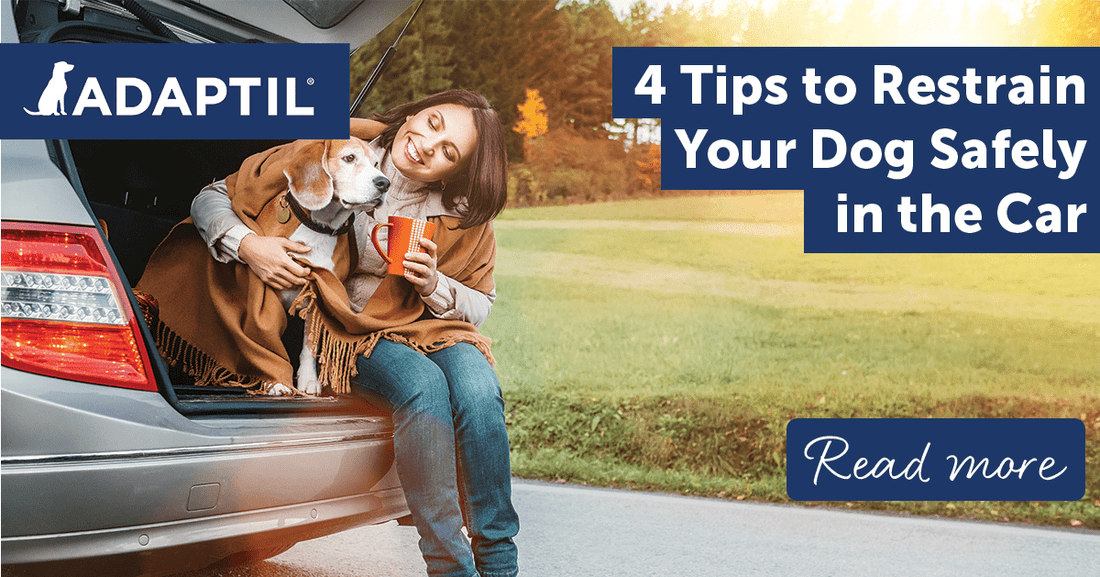 4 Tips to Restrain Your Dog Safely in the Car