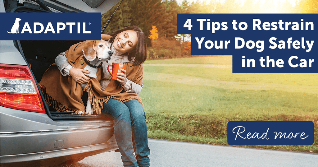 What Should a Pet Be Treated Like in Your Car: Safety Tips