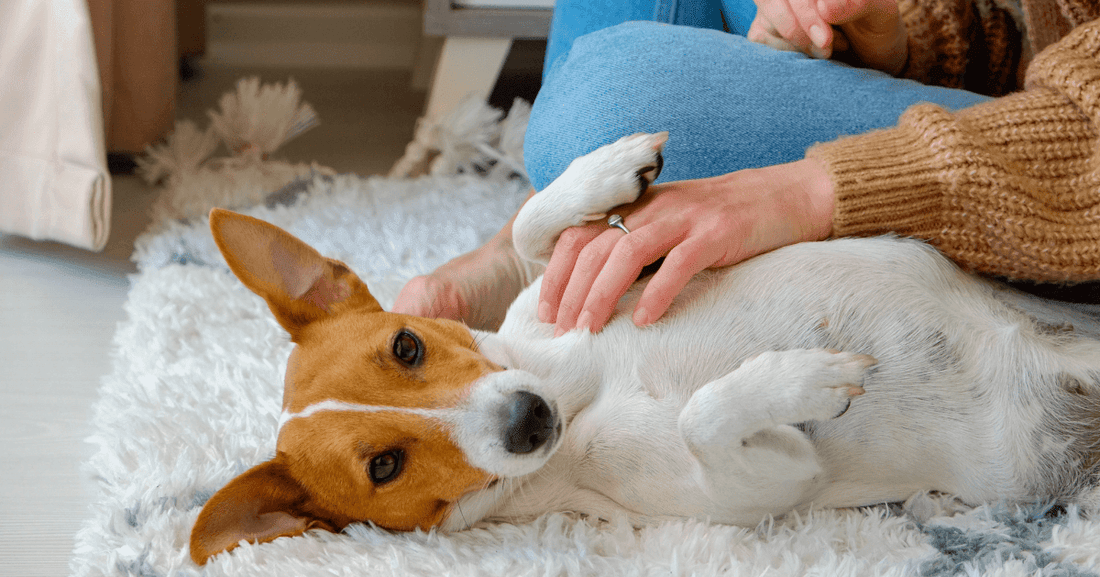 Why do Dogs Like Belly Rubs? A Pooch's Point of View