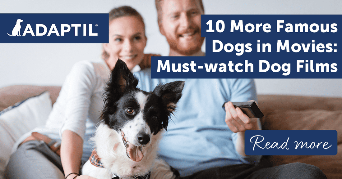 10 More Famous Dogs in Movies: Must-watch Dog Films