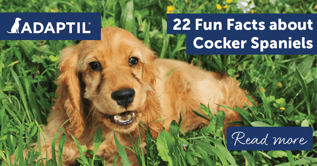22 Fun Facts about Cocker Spaniels