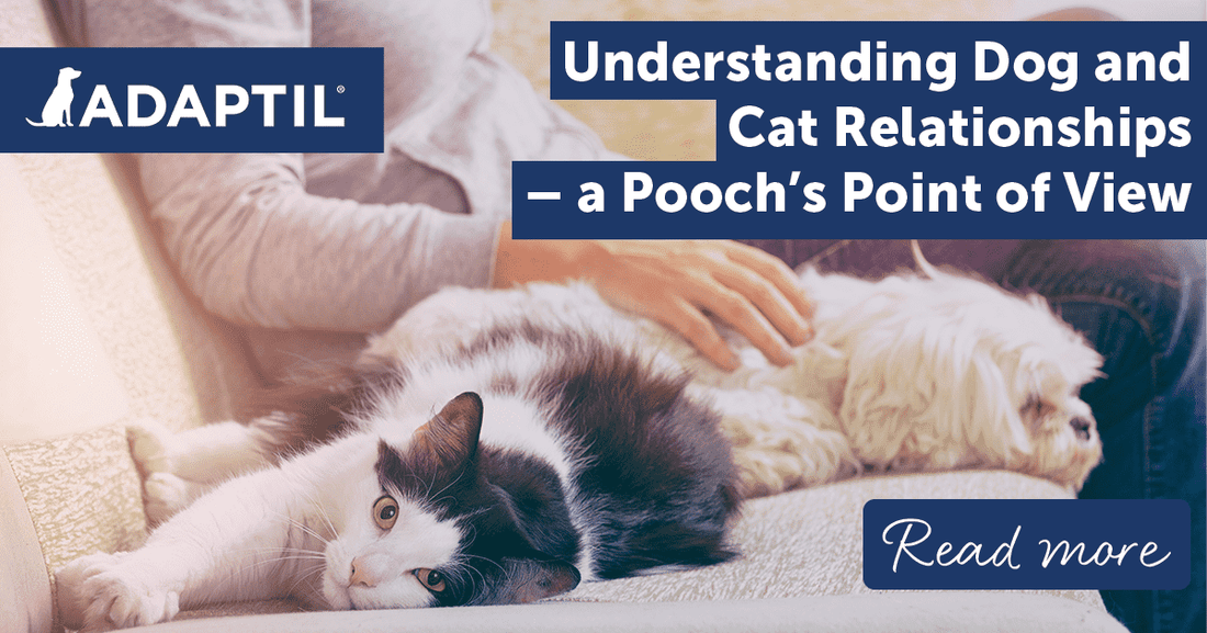 Understanding Dog and Cat Relationships ‚Äì a Pooch's Point of View