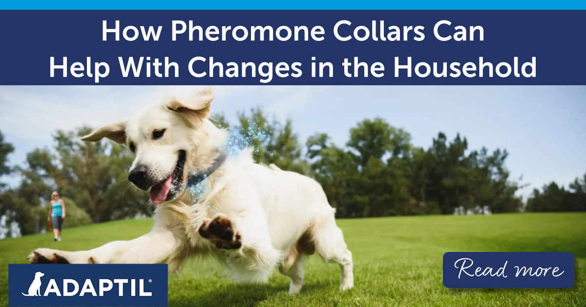 Golden Retriever running energetically on a green grassy field wearing an ADAPTIL Calm Collar.