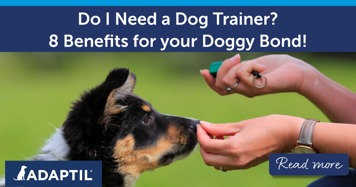 Dog Training Classes Near Me