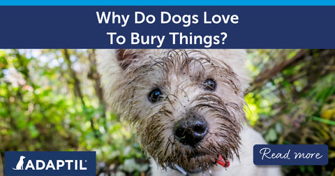 Why Do Dogs Love To Bury Things?