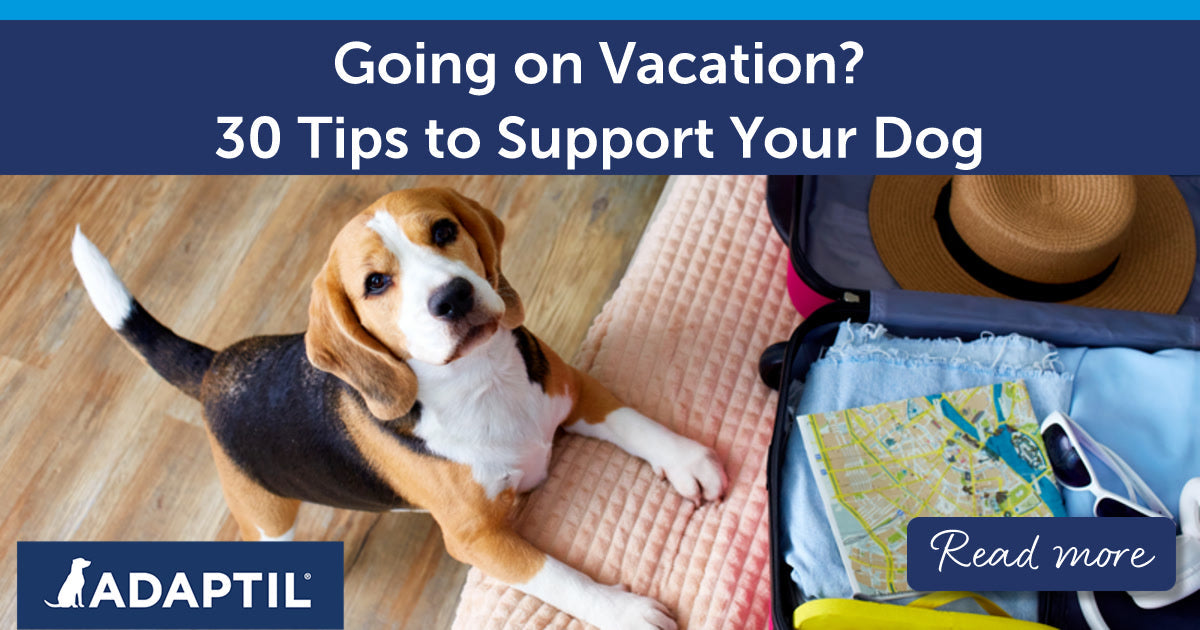 Going on Vacation? 30 Tips to Support Your Dog