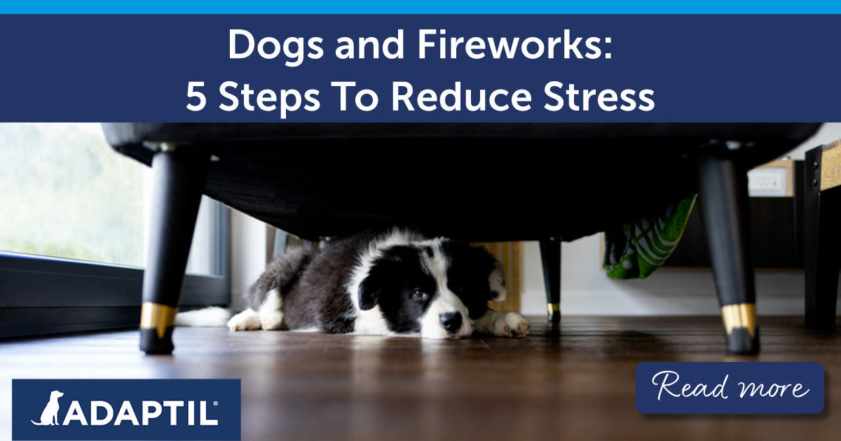 Dogs and Fireworks: 5 Steps To Reduce Stress