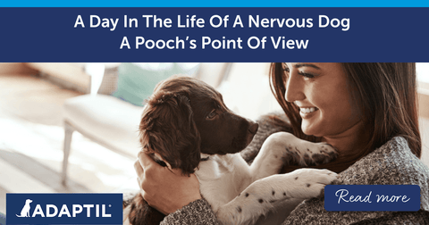 A Day In The Life Of A Nervous Dog – A Pooch’s Point Of View