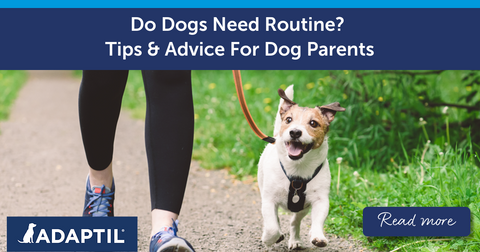 Do Dogs Need Routine? Tips and Advice For Dog Parents