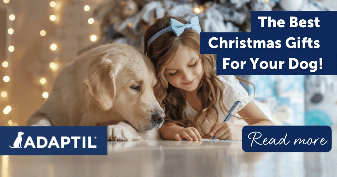 The Best Christmas Gifts For Your Dog