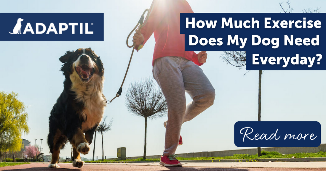 How Much Exercise Does My Dog Need Everyday?