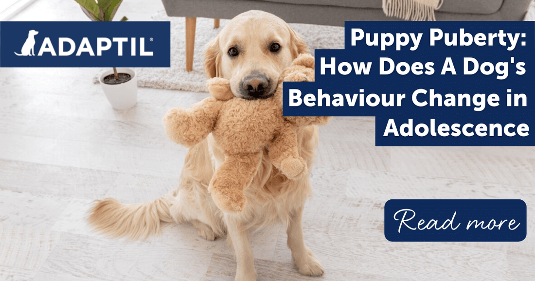 Puppy Puberty: How Does a Dog's Behaviour Change in Adolescence?