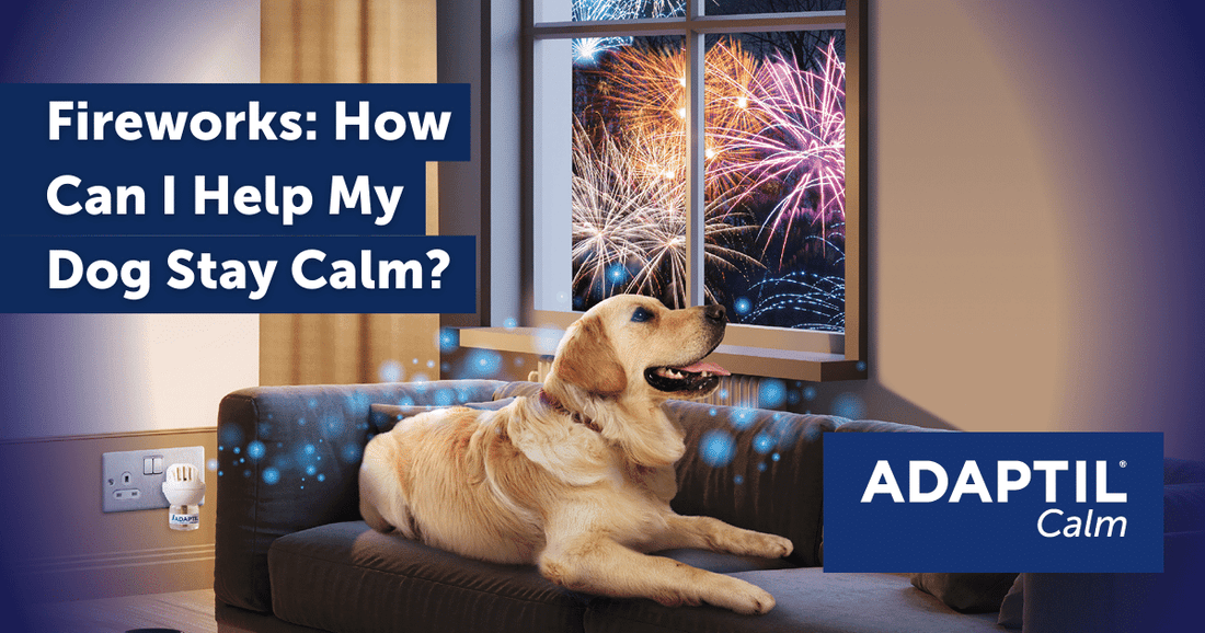 Fireworks: How Can I Help My Dog Stay Calm?