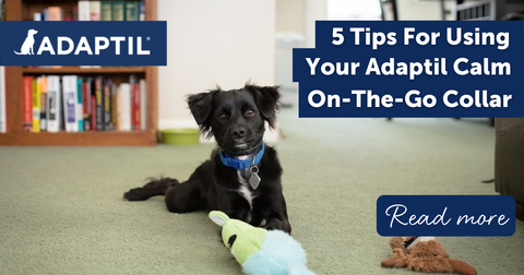 5 Tips For Using Your ADAPTIL Calm On-the-go Collar
