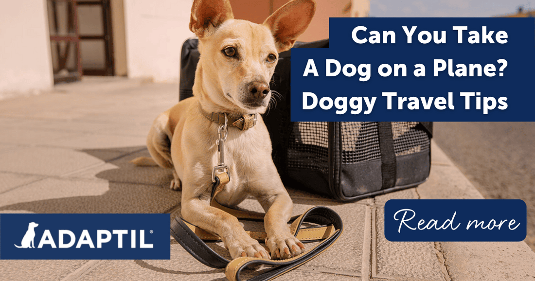 Can You Take A Dog on a Plane? Doggy Travel Tips to Consider