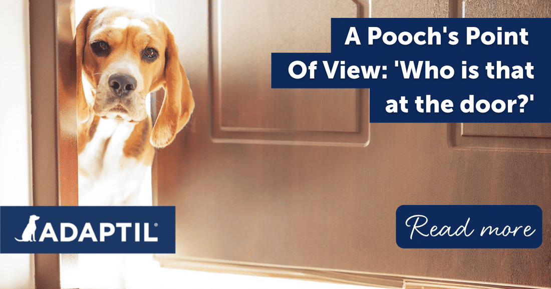 A Pooch's Point of View: ‚ÄòWho is that at the door?'