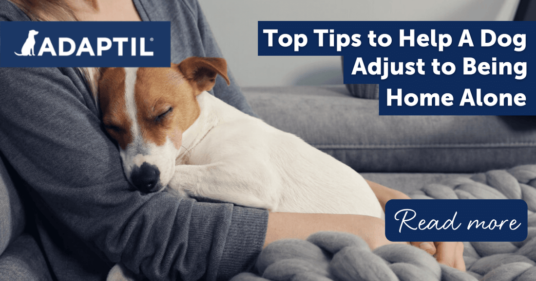Tips to Help a Dog Adjust to being Home Alone after Lockdown