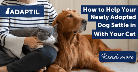 How to Help Your Newly Adopted Dog Settle in with Your Cat