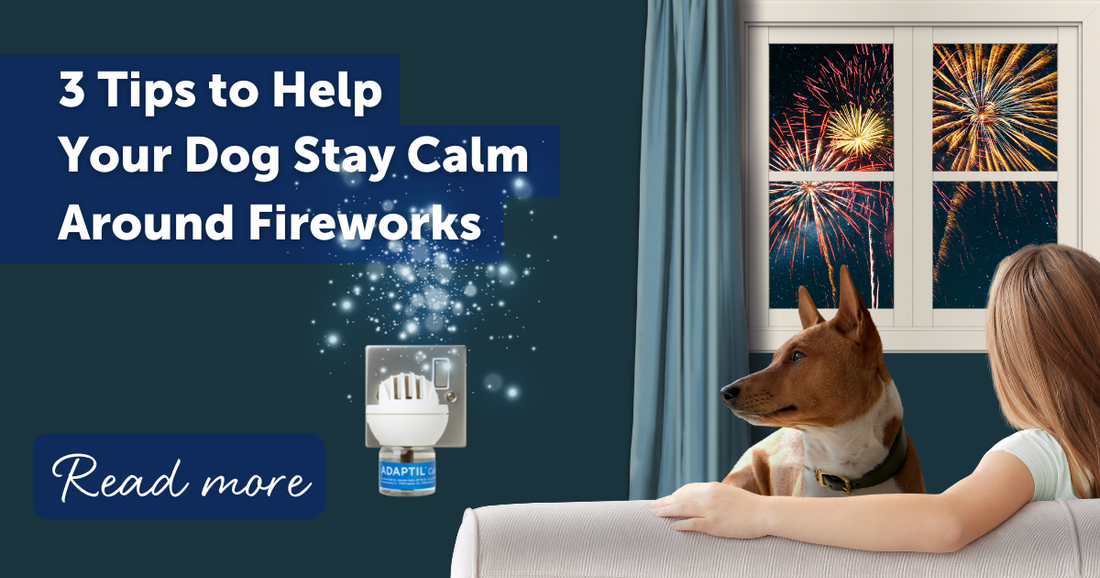 3 Tips to Help Your Dog Stay Calm Around Fireworks