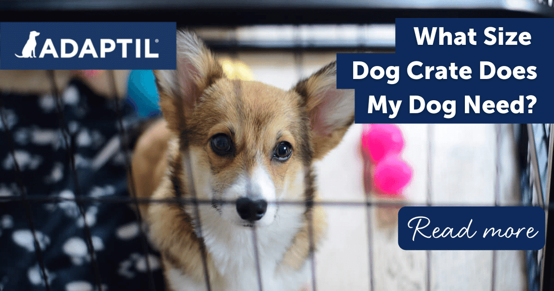 What Size Dog Crate Does My Dog Need?