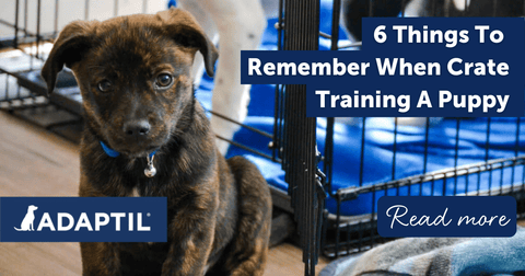 6 Things To Remember When Crate Training A Puppy