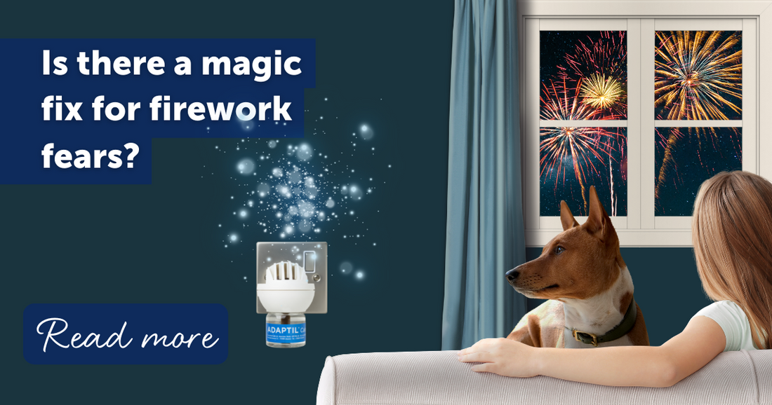 Is there a magic fix for firework fears?