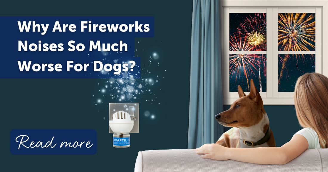 Why Are Fireworks Noises So Much Worse For Dogs?