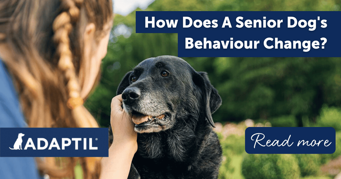 How Does A Senior Dog's Behaviour Change?