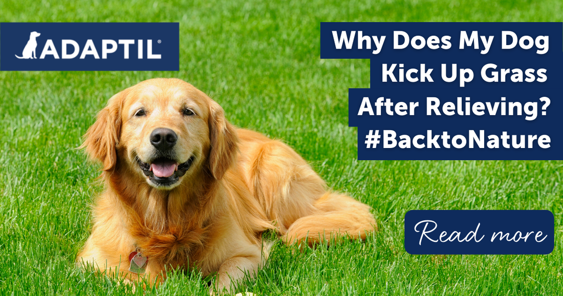 Why Does My Dog Kick up Grass After Relieving Themselves?