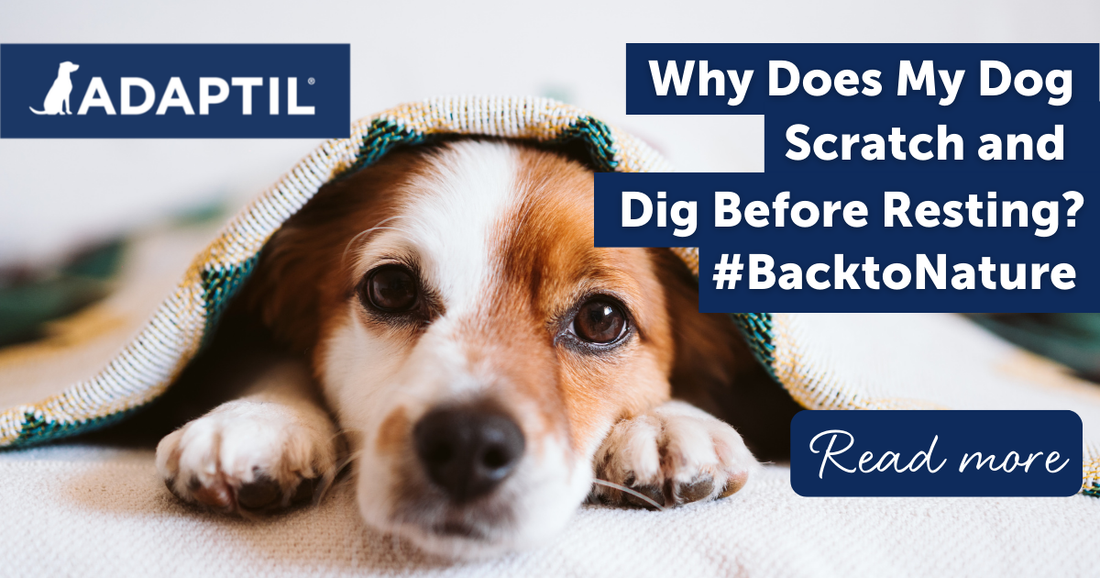 Why Is My Dog Scratching His Bed or Digging Before Resting?
