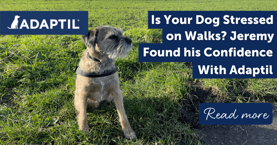 Is your dog stressed on walks? Jeremy found his confidence with ADAPTIL