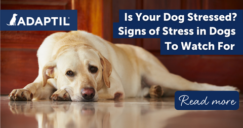 Is Your Dog Stressed? Signs of Stress in Dogs to Watch For