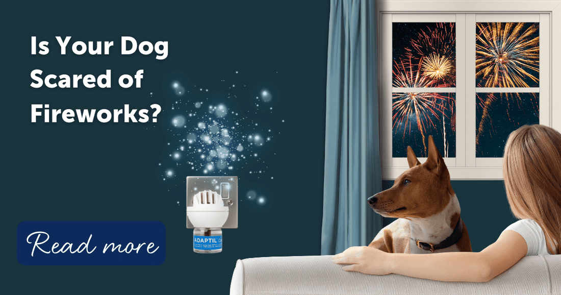 Is Your Dog Scared of Fireworks?