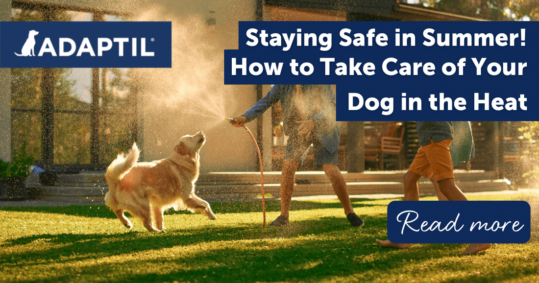 Staying Safe in Summer! How to Take Care of Your Dog in the Heat