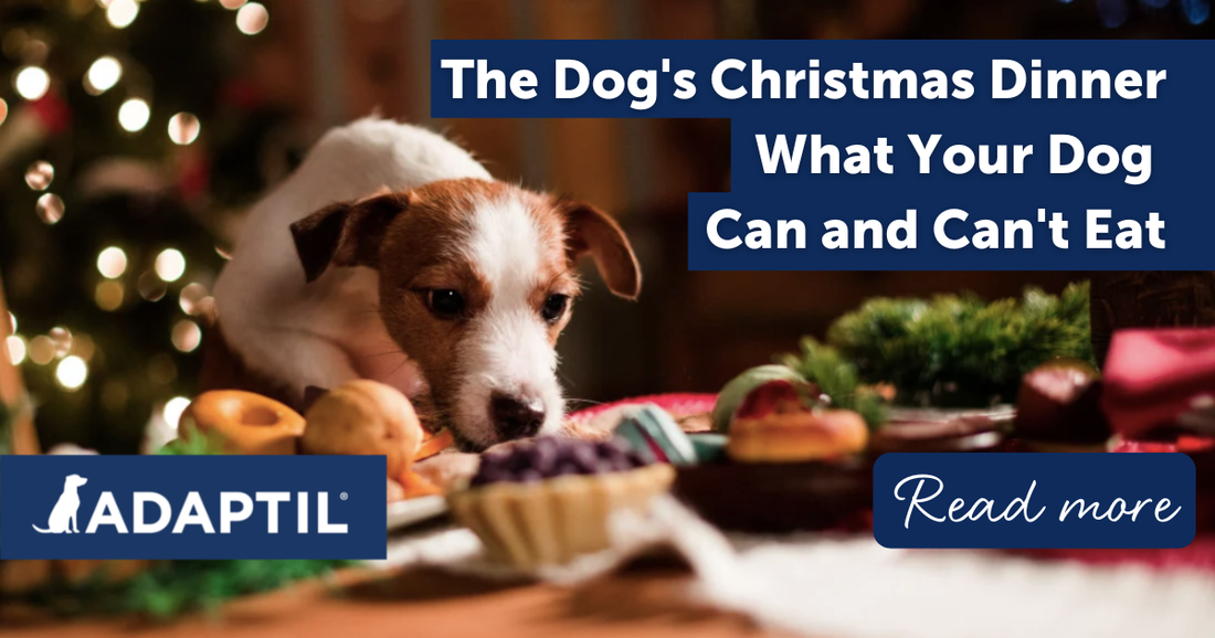 The Dog's Christmas Dinner: What They Can and Can't Eat