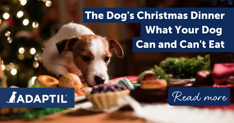 The Dog's Christmas Dinner: What They Can and Can't Eat