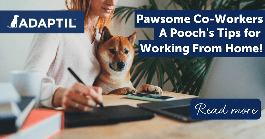 Pawsome Co-Workers: A Pooch's Tips for Working From Home!