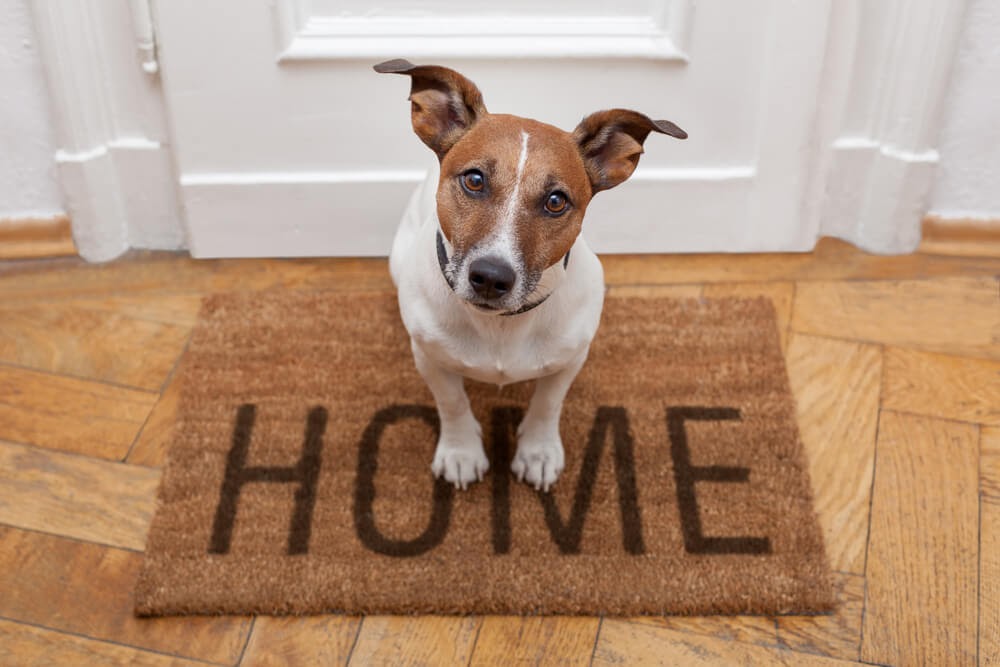 How To Make Leaving Your Dog Alone a Stress-Free Experience!