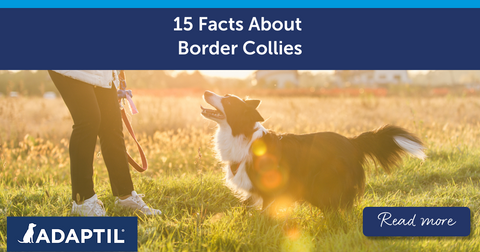 15 Facts About Border Collies