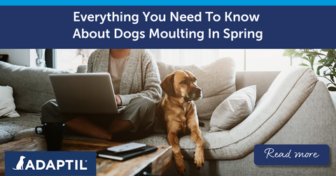 Everything You Need To Know About Dogs Moulting In Spring