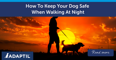 How To Keep Your Dog Safe When Walking At Night