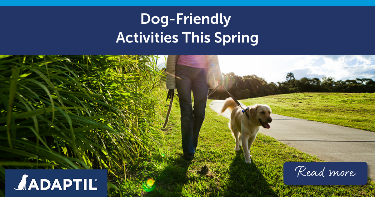 Dog-Friendly Activities This Spring