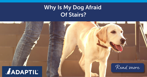 Why Is My Dog Afraid Of Stairs?