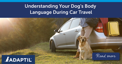 Understanding Your Dog’s Body Language During Car Travel
