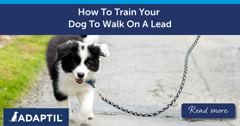 How To Train Your Dog To Walk On A Lead