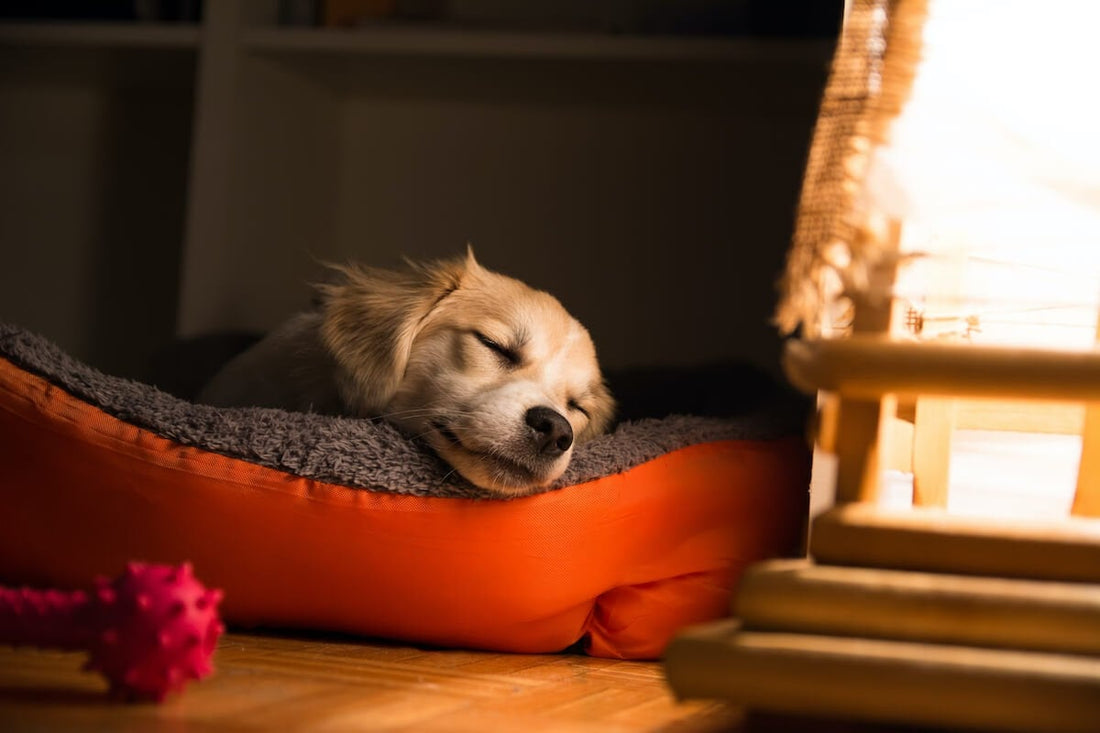 Why is My Dog Anxious at Night? 5 Reasons For Doggy Night Nerves