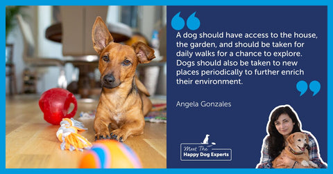 Enriching Your Dog's Environment: A Happy Dog Expert Explains!