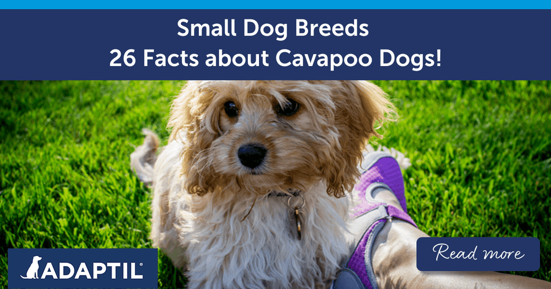 26 Facts About Cavapoo Dogs!